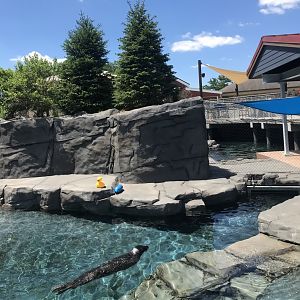 New Como Harbor- California sea lion/Harbor seal exhibit #2