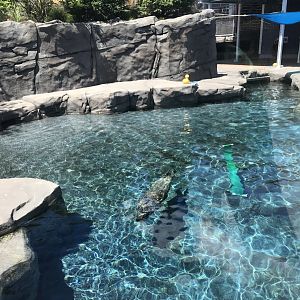 New Como Harbor- California sea lion/ Harbor seal exhibit #2