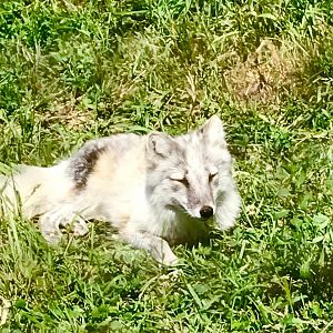 Arctic Fox