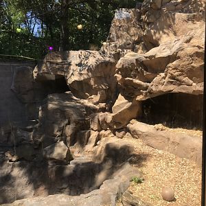 Large Cats- Cougar exhibit