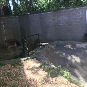Large Cats- Cougar exhibit