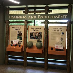 Large Cats- Enrichment display
