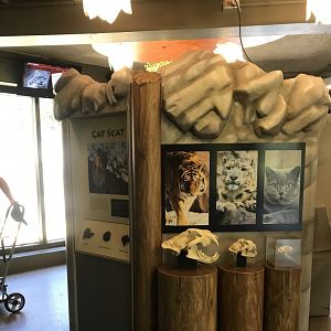 Large Cats- interpretive display