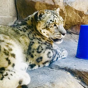 Snow Leopard