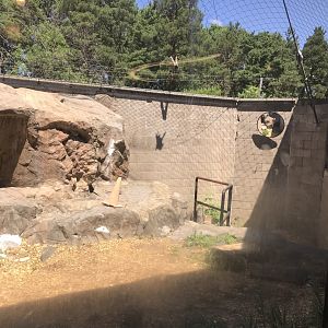 Large Cats- Snow leopard exhibit