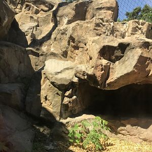 Large Cats- Snow leopard exhibit