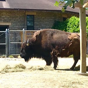 American Bison
