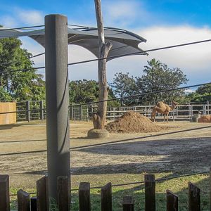 Dromedary exhibit