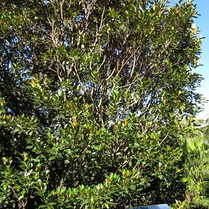 Cottontop Tamarin exhibit
