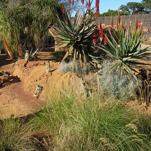 Meerkat enclosure