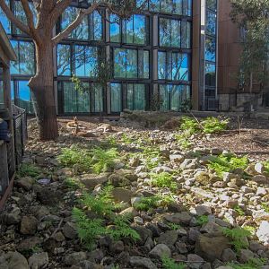 Red Kangaroo enclosure behind the Wildlife Retreat