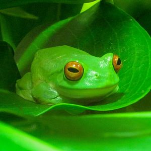 Red-eyed Tree Frog