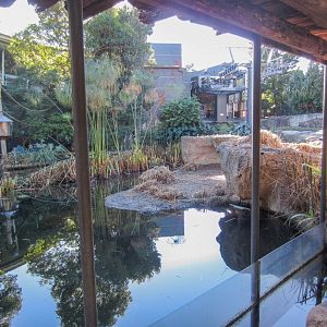 Squirrel Monkey viewing