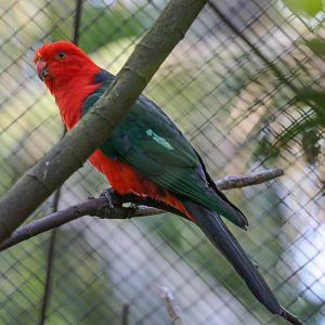 Australian King Parrot