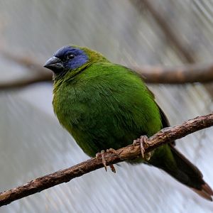 Blue-faced Parrot Finch
