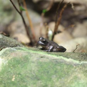 Booroolong Frog