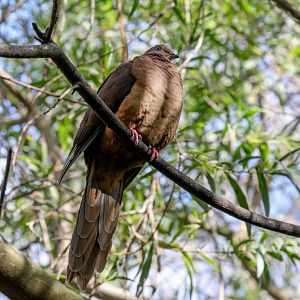 Brown Cuckoo-dove
