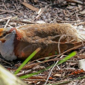 Brush Bronzewing