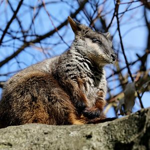 Brush-tailed Rock Wallaby