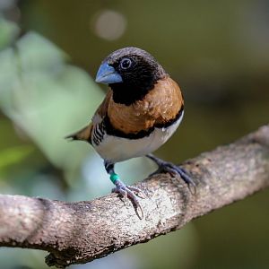 Chestnut-breasted Mannikin