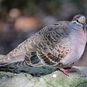 Common Bronzewing