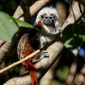 Cottontop Tamarin