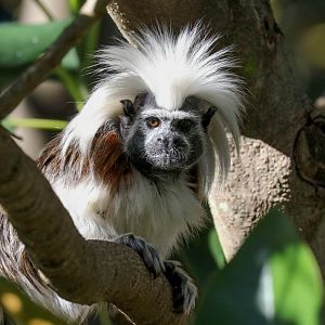 Cottontop Tamarin