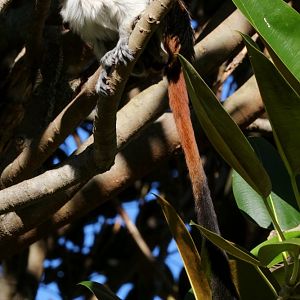 Cottontop Tamarin