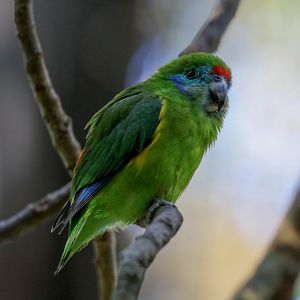 Double-eyed Fig Parrot