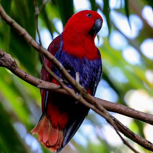 Eclectus Parrot