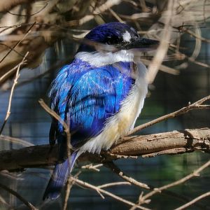 Forest Kingfisher