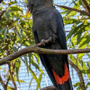 Glossy Black Cockatoo