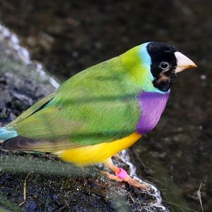 Gouldian Finch