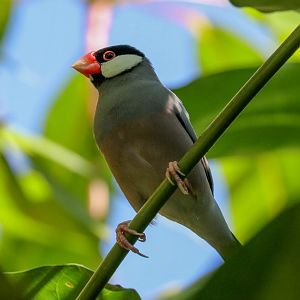 Java Sparrow