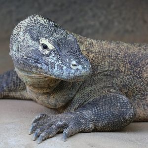 Komodo Dragon