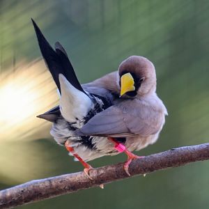 Masked Finch