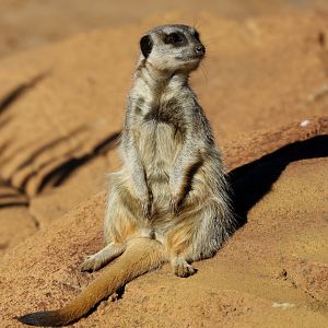 Meerkat