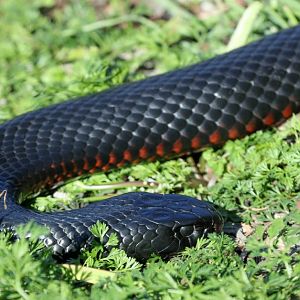 Red-bellied Black Snake