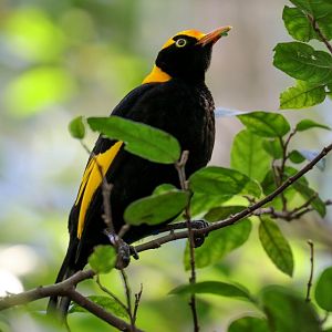 Regent Bowerbird