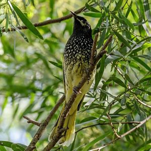 Regent Honeyeater