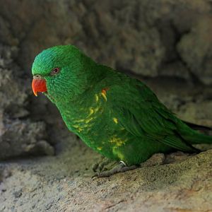 Scaly-breasted Lorikeet