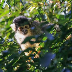 Squirrel Monkey