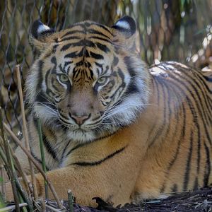 Sumatran Tiger