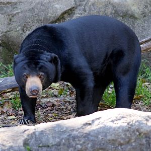 Sun Bear