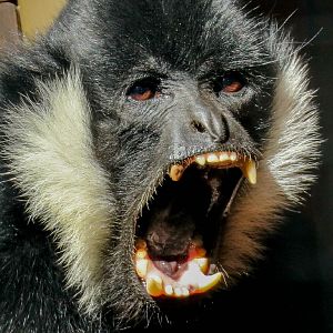 White-cheeked Gibbon close-up