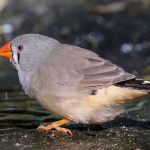 Zebra Finch female