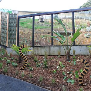 Viewing area for the Ring-tailed Lemur enclosure