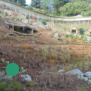 Ring-tailed Lemur enclosure