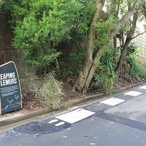 Signage for Ring-tailed Lemurs