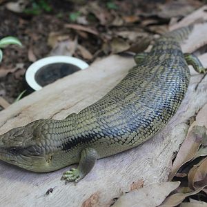 Blue-tongue Skink (Tiliqua scincoides)
